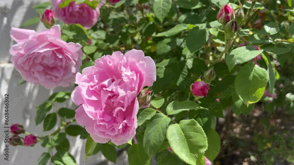 Pink roses in the garden. Pink roses in the garden.