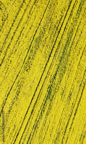 Aerial view of the yellow agricultural agro field of rapeseed plant culture. Yellow background for tourism, design, advertising and agro business