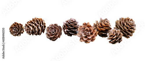 A row of isolated natural small pine cones isolated png file