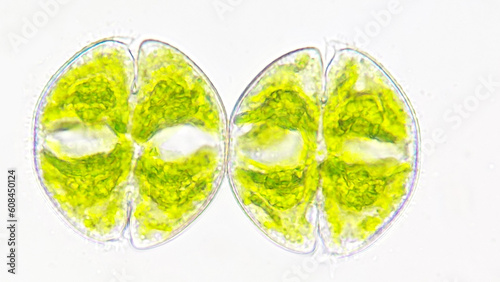Microalgae, Cosmarium obsoletum asexual reproduction by binary fission. Live cell. Selective focus photo