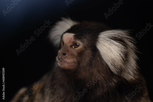 A portrait of GOLDEN-HEADED LION TAMARIN Leontopithecus chrysomelas © foreverhappy