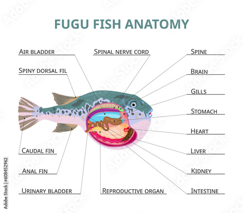 Fugu fish anatomy, vector illustration