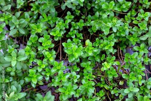 Fresh green leaves of stevia plant.