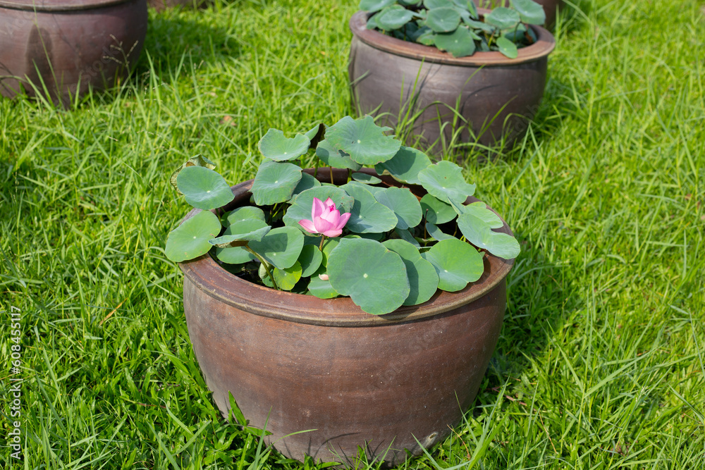 Beautiful water lily. Lotus water plant in a pot Beautiful water lily. Lotus water plant in a pot