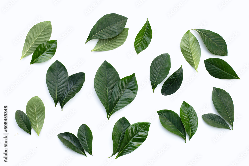 Fototapeta premium Green leaves of cape jasmine or garden gardenia, gerdenia flower