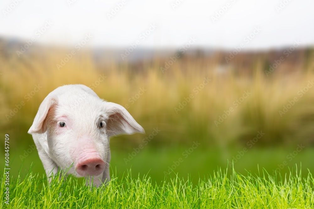 Fototapeta premium Cutie small funny pig on green grass.