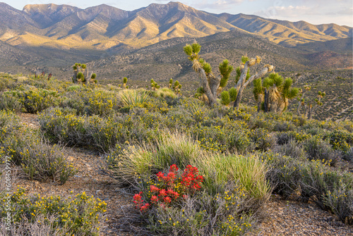 Photos Mojave Desert Scene From Harris Springs Road, Spring Mountains National Recreati