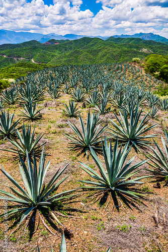 Paisaje de Agave en Sierra Sur de Oaxaca