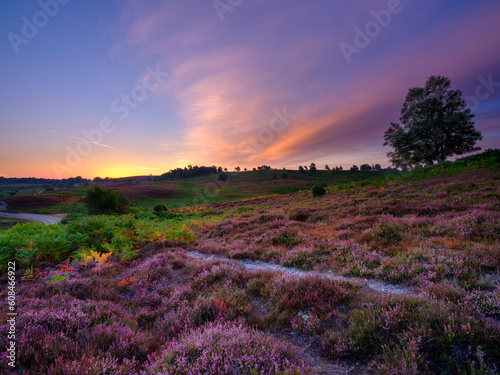 Sunrise over the heather of Rockford Common in the New Forest National Park, UK photo