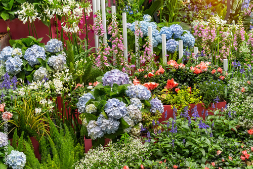 Blooming vibrant hydrangea flowers in garden
