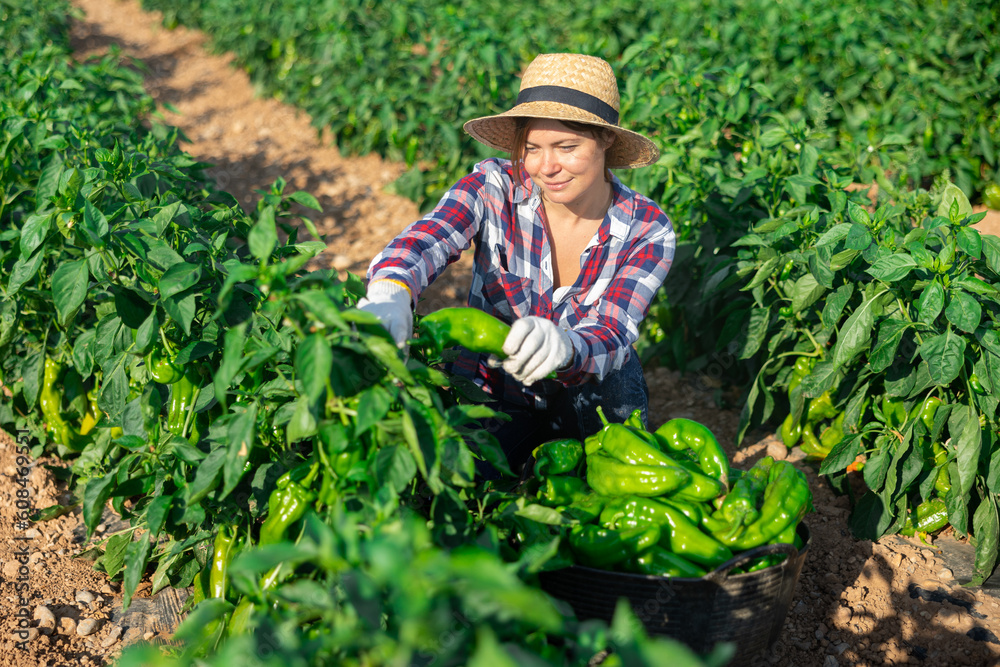 Positive caucasian woman harvesting green pepper on vegetable field.