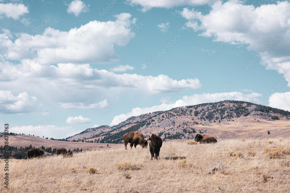 Herd of bison in a field in Montana