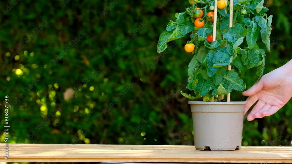 Cherry tomatoes bush in a pot. hand takes a pot with a tomato bush in a summer garden.container vegetable garden.Mini plants for the garden. 4k footage Cherry tomatoes bush in a pot. hand takes a pot with a tomato bush in a summer garden.container vegetable garden.Mini plants for the garden. 4k footage