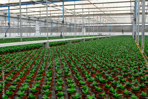 Pots of chrysanthemums growing inside a greenhouse. Growing plants protected by plastic. Flower production technology