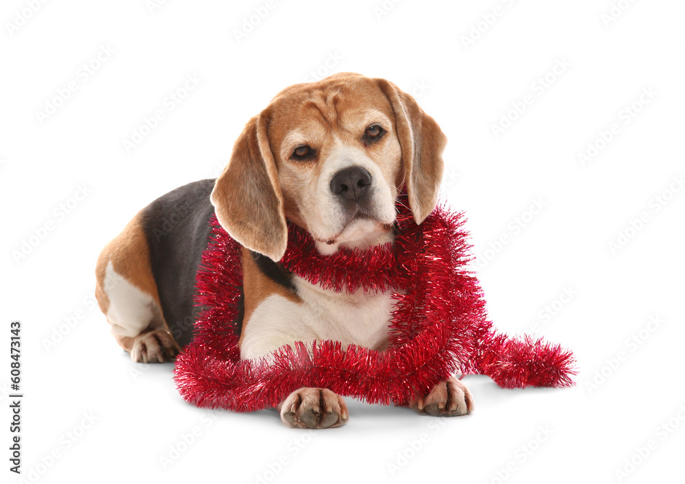 Cute Beagle dog with red Christmas tinsel on white background