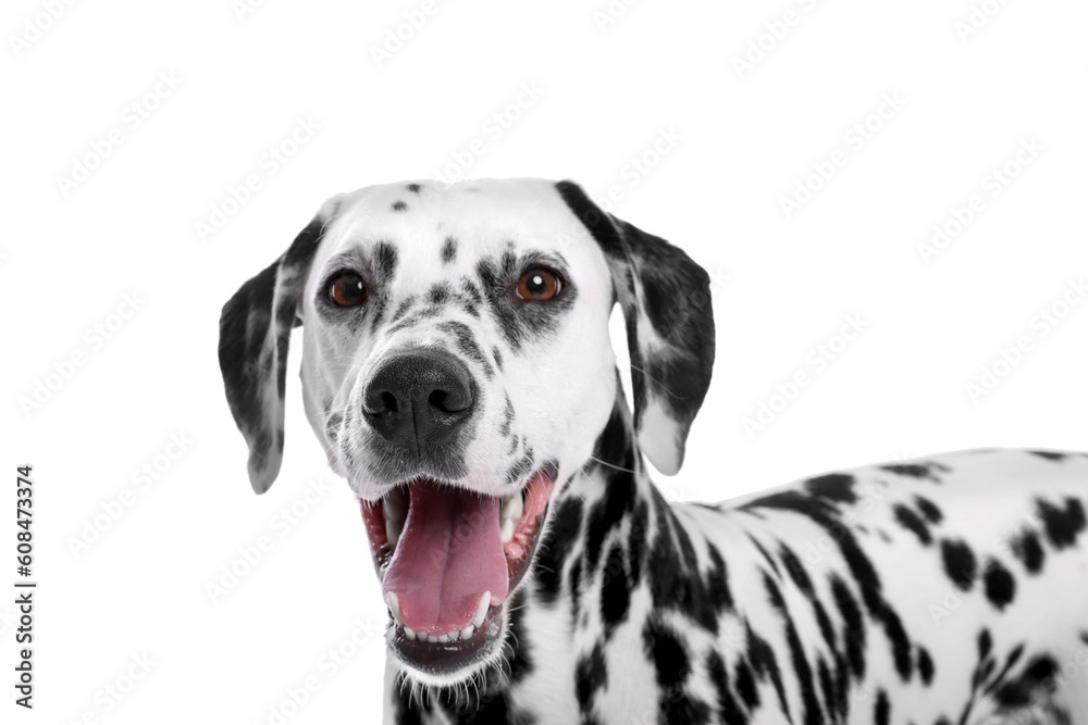 Adorable Dalmatian dog on white background. Lovely pet