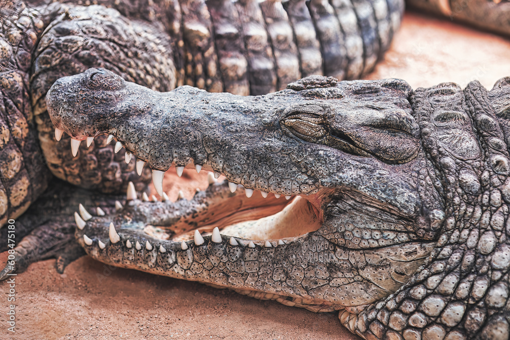 Crocodile with open mouth and closed eyes . Predator is waiting for prey Crocodile with open mouth and closed eyes . Predator is waiting for prey