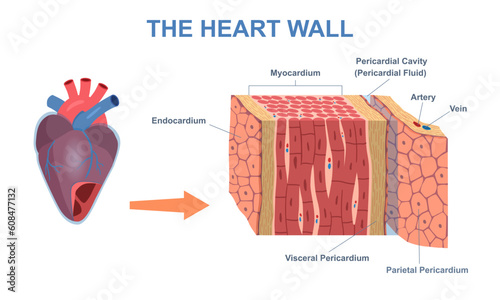 Wall heart structure. Human organ anatomy diagram. Medical cardiology with internal membrane and visceral or parietal pericardium. Flat vector infographics with veins, arteries and myocardium photo