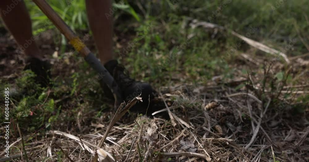 Farmer digging and picking turmeric roots from the ground Farmer digging and picking turmeric roots from the ground