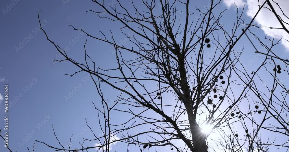 sycamore tree in sunny weather in early spring, young sycamore without foliage in early spring sycamore tree in sunny weather in early spring, young sycamore without foliage in early spring