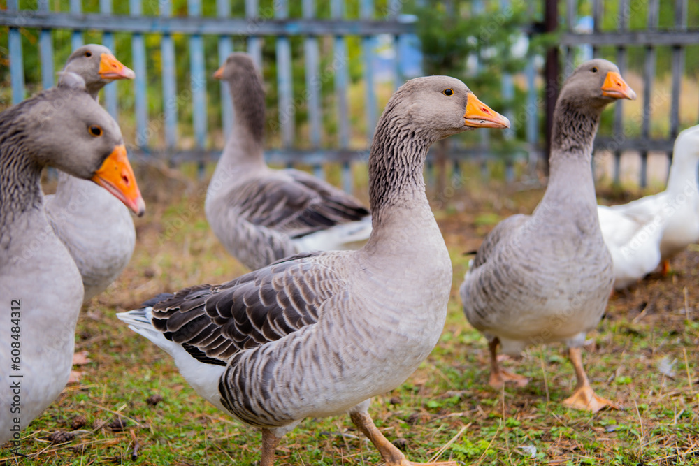 Domestic geese graze. Geese in a courtyard. Free range poultry farming Domestic geese graze. Geese in a courtyard. Free range poultry farming