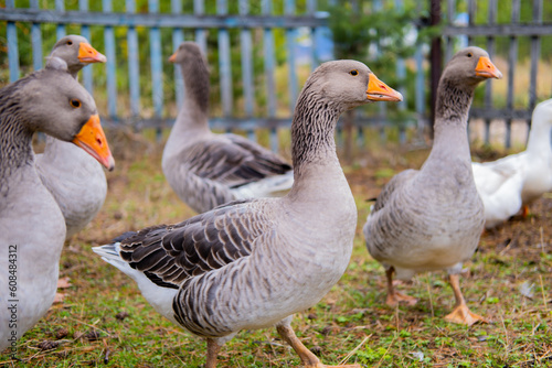 Fotografiet Domestic geese graze