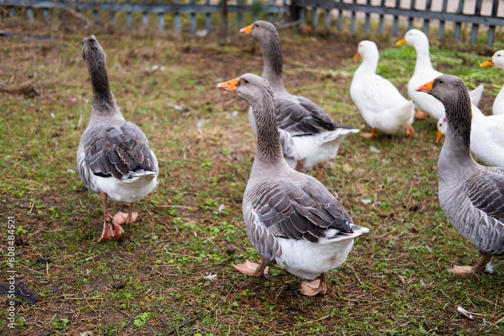 Domestic geese graze. Geese in a courtyard. Free range poultry farming Domestic geese graze. Geese in a courtyard. Free range poultry farming
