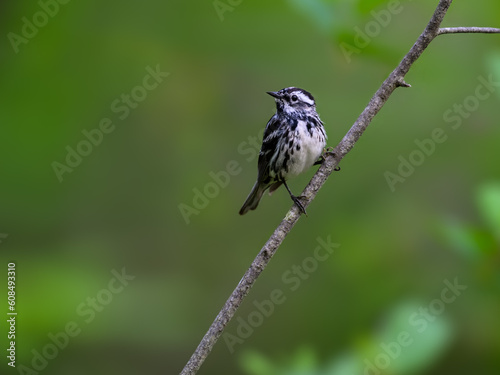 Black-and-white Warbler on tree branch, portrait on green background