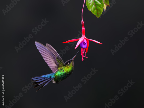 Fiery-throated Hummingbird in flight feeding on pink flower against green background © FotoRequest