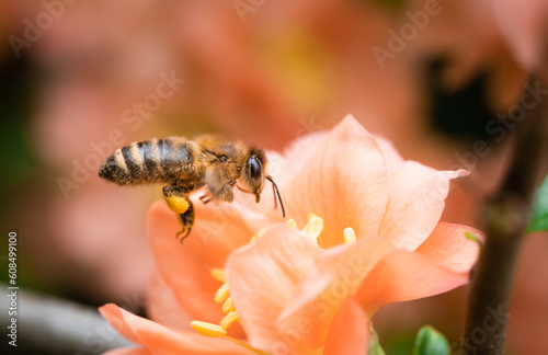 Honey bee with pollen baskets flying to forage on a peach Chaenomeles speciosa