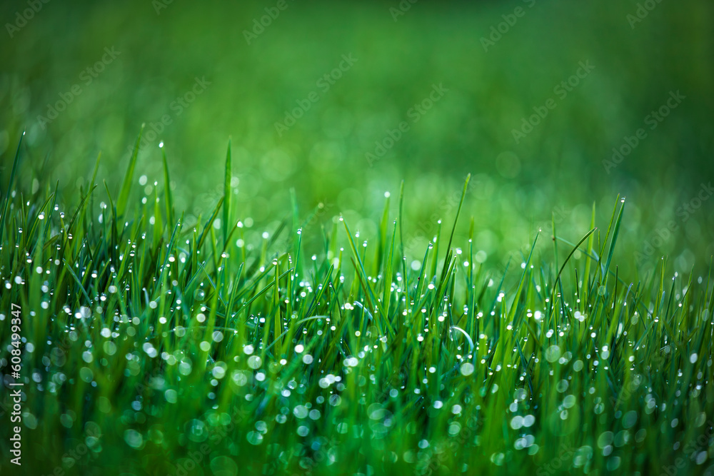 Natural green grass background, fresh lawn with rain drops shallow dept of field Natural green grass background, fresh lawn with rain drops shallow dept of field