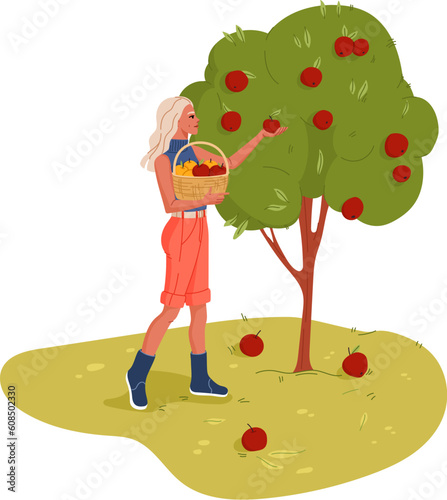 Cartoon gardener or farmer character picking apples from tree, vector agriculture, gardening or farming. Cheerful woman gathering ripe fruits with basket at farm garden, orchard worker personage
