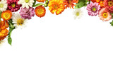 colorful zinnia blooms as a frame border, isolated with negative space for layouts