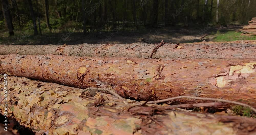 a pile of pine trunks for further processing at a sawmill, sawn pine logs lying on the forest territory a pile of pine trunks for further processing at a sawmill, sawn pine logs lying on the forest territory
