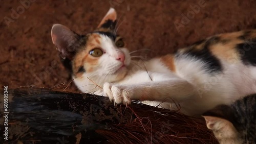 Overhead view of a group of barn cats having fun and hugging a palm leaf, candid genuine moment of rural living and cottagecore photo