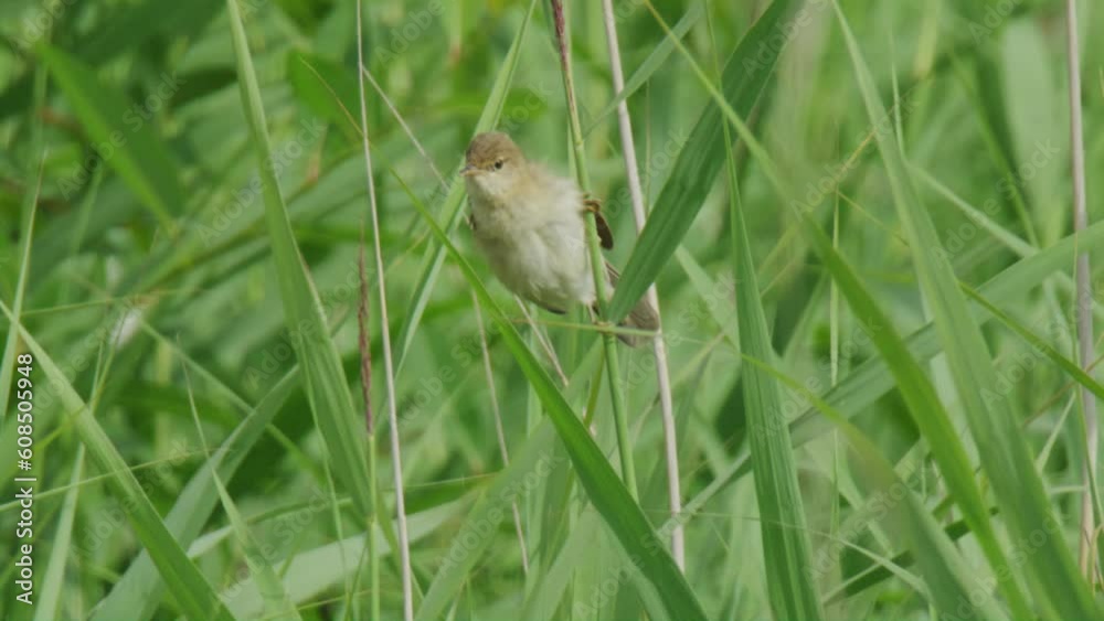 Eurasian Reed Warbler Bird on leaf and flying away in slow Motion, Close up Eurasian Reed Warbler Bird on leaf and flying away in slow Motion, Close up