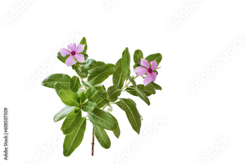 Pink flowers and green leaf isolated on white background with path.Pink flowers