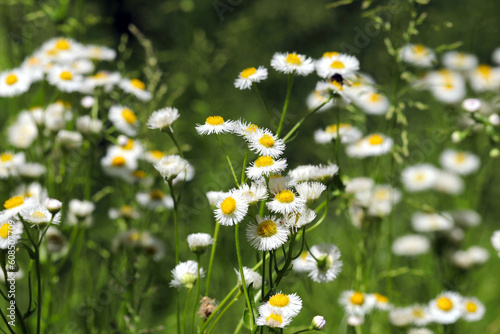 Blooming field of Philadelphia fleabane flowers (Sunny outdoor, close up macro photograph)