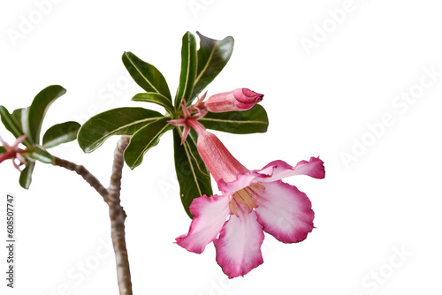 Fototapeta Naklejka Na Ścianę i Meble -  Pink flowers  and green leaf isolated on white background with path.Pink flowers
