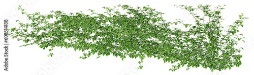 Obraz na plátne Parthenocissus tricuspidata or Ivy green with leaf