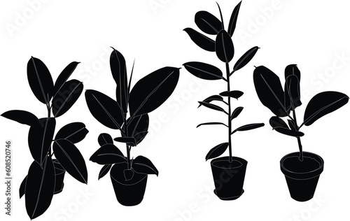 rubber tree collection - vector