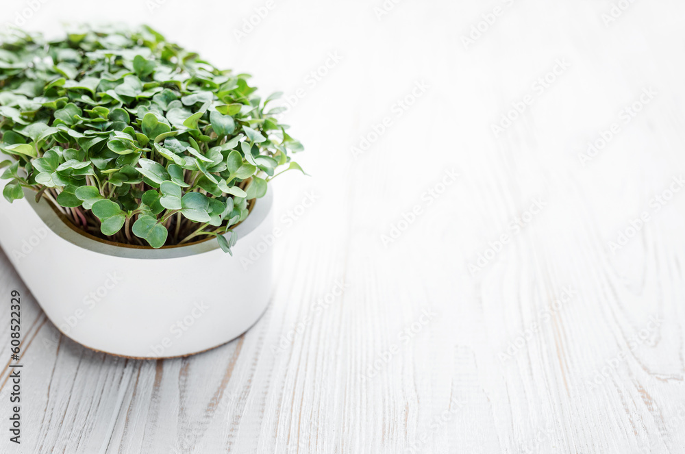 Microgreen radish sprouts growing at home. Microgreen radish sprouts growing at home.