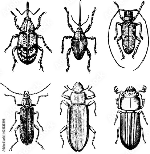 Some beetles isolated on white