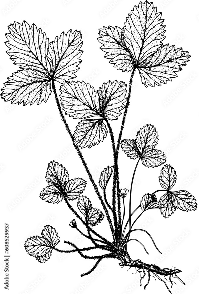 Plant isolated on white Plant isolated on white