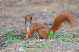 European red squirrel - autumn coloration