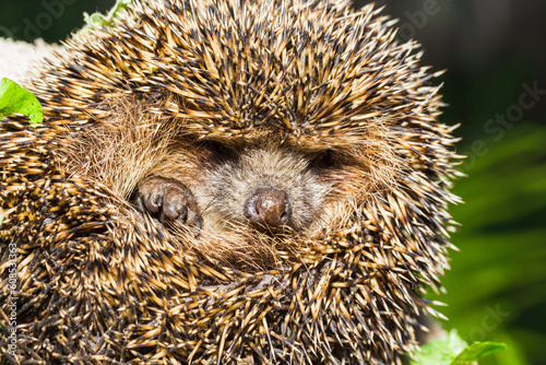 Four-toed young hedgehog, Atelerix albiventris, balled up photo