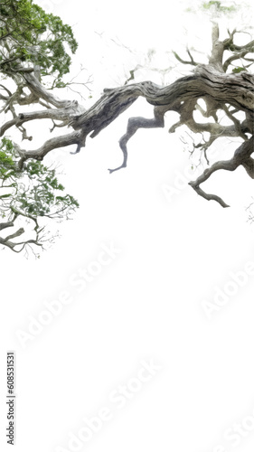 majestic oak branches as a frame border, isolated with negative space for layouts