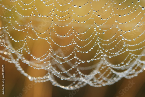 Spider net with water drops, simple composition