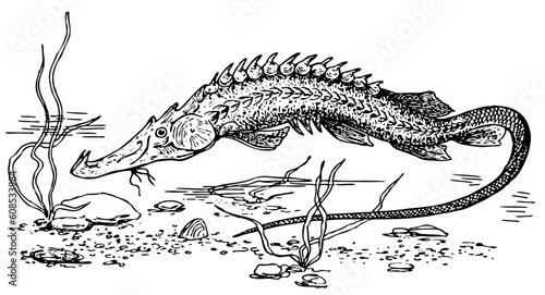 Old fish on bottom of the river