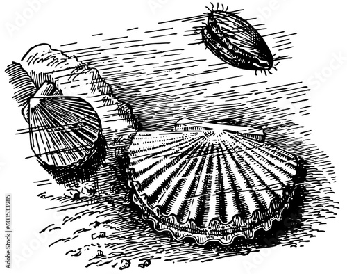 Scallops on bottom of the river